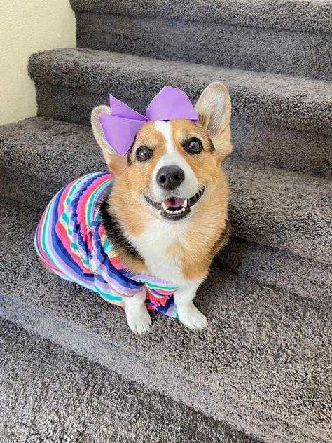 hammyandolivia on Instagram: The seasons are changing and corgis need a heavy duty deshedding comb. You can get 15% OFF the King Komb and other amazing… Hammy And Olivia Corgi, Hammy And Olivia, Dog Videos, Thomas The Tank, Thomas The Tank Engine, Cute Corgi, Funny Dog Videos, Dog Gifs, The Seasons