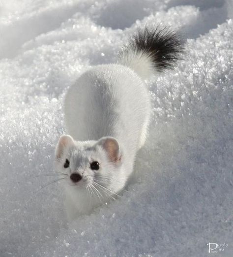 Ferret, The Snow, White