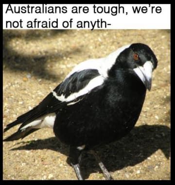 Aussie Memes, Funny Aussie, Australian Memes, Funny Australian, Australia Funny, Best Funny Jokes, Really Funny Memes, Animal Memes, Funny Cute