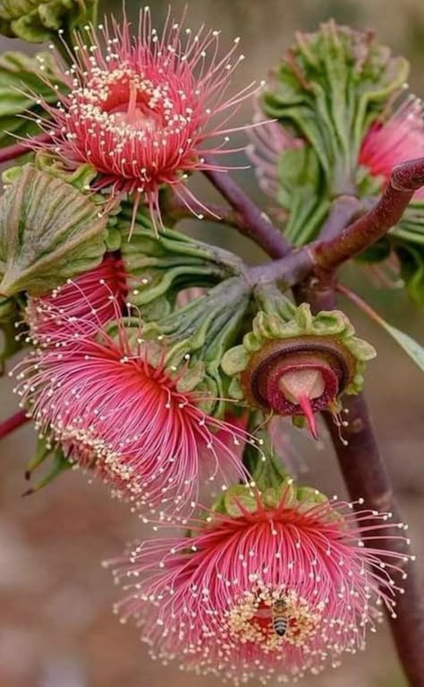 Gum Trees, Fantastic Flowers, Australian Trees, Botanical Flowers Print, Australian Native Garden, Australian Flowers, Shady Tree, Australian Native Flowers, Australian Plants