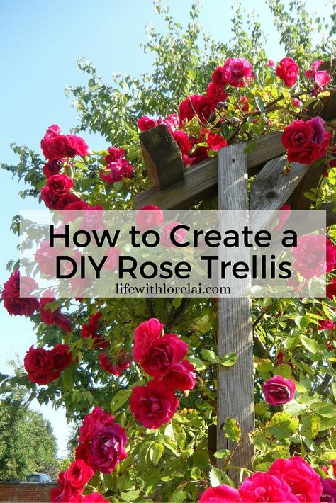 How To Create A DIY Rose Trellis via @LifeWithLorelai #MerryMonday #gardening Diy Rose Trellis, Roses Growing, Best Roses, Rose Trellis, Climbing Flowers, Diy Rose, Rose Varieties, Garden Vines, Diy Roses