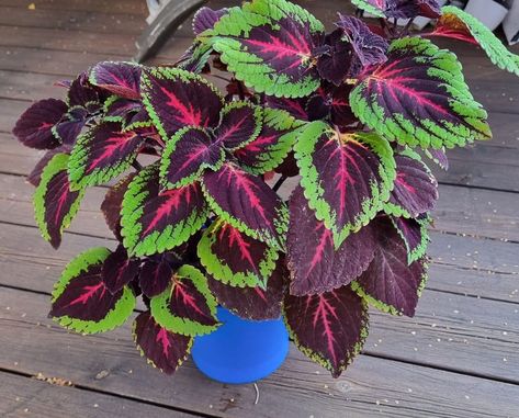 10 Benefits Of Having A Coleus Coleus Seeds, Plants Indoor, House Plants Indoor, Organic Matter, Yellow Leaves, Companion Planting, Freshwater Fish, Ground Cover, Black Spot