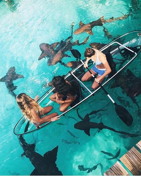 Luxury lifestyle luxury travel Feeding sharks from your glass bottom canoe - Bahamas Photo by @kkerzner Travel Disney, On A Boat, Destination Voyage, Skateboarder, Krabi, Bora Bora, The Plan, Elba, Travel Goals