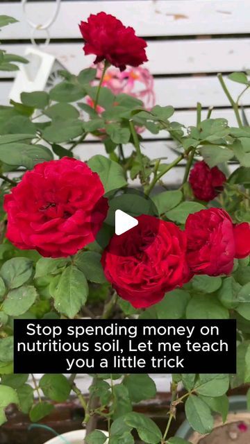 Rose Plant Care, Dream Flower, Garden Remedies, Rose Plant, Planting Roses, Garden Design Ideas, December 1, Flower Beds, Plant Care