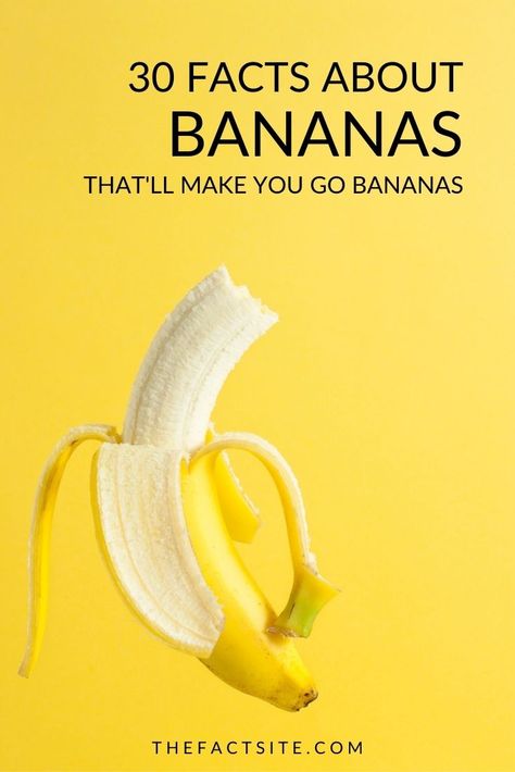 The banana is a super fruit that’s perfect for breakfast, lunch, dinner, or just as a snack. Whether you’re making banana bread or banana brownies, go bananas with these 30 awesome facts about this curved yellow fruit! Did you know that in 2012, a resident of Illinois managed to break a world record by peeling and consuming 8 whole bananas in 60 seconds? #TheFactSite #Facts #Banana #FoodFacts #HealthyFoods #HealthyEating #FruitBenefits Types Of Bananas, Banana Quotes, Banana Facts, Fun Food Facts, Banana Nutrition Facts, Banana Types, Food Remedies, Pillar Content, Fruit Facts