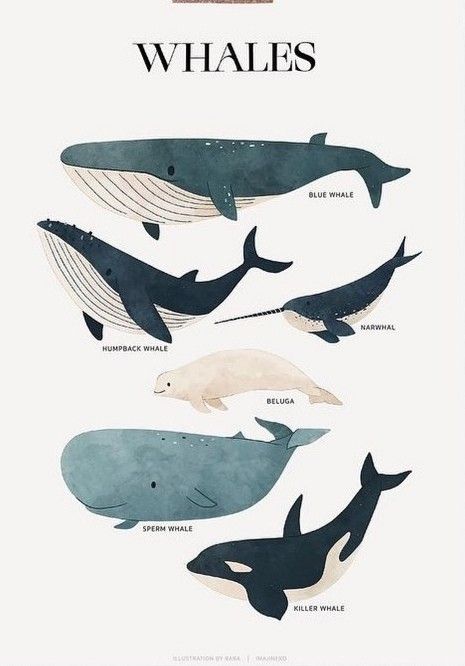 Bowhead Whale Drawing, Blue Whale Drawing Simple, Whale Asthetic, Whale Sketch Simple, Beluga Illustration, Blue Whales Photography, Blue Whale Drawing, Whales Illustration, Whale Photography