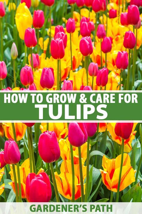 Tulip Garden Ideas, How To Plant Tulips, Rectangle Garden Design, Tulip Care, When To Plant Tulips, Plant Tulips, French Garden Landscaping, Horticultural Therapy, Lawn Designs