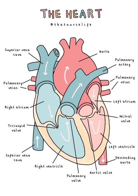 A4 Anatomy Posters - Etsy UK Anatomy Diagrams Aesthetic, Physiology Of Heart, Medical Studies Aesthetic, Aesthetic Anatomy Art, Heart Notes Aesthetic, Heart Diagram Aesthetic, Biology Printables, Anatomy And Physiology Aesthetic, Study Motivation Doctor