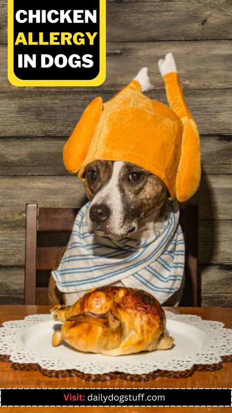 Chicken Allergy in Dogs: Symptoms And How to Manage Thanksgiving Memories, Meal Planning Board, Chicken Protein, Dog Thanksgiving, Thanksgiving Inspiration, Dog Diet, Dog Allergies, Animal Nutrition, Dog Cute