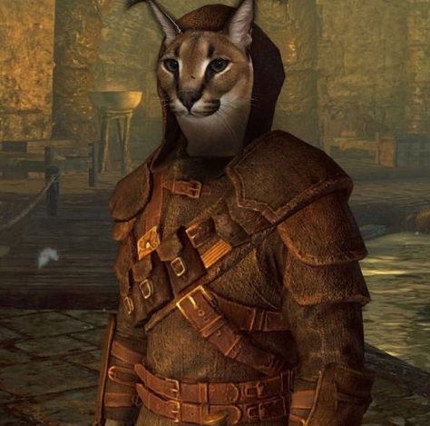 Skyrim Cat, Elder Scrolls Funny, Elder Scrolls Morrowind, Skyrim Fanart, Tes Skyrim, Elder Scrolls Memes, Skyrim Art, Elder Scrolls Art, Elder Scrolls Skyrim