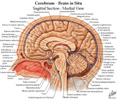 Dentistry and Medicine: Anatomy and Physiology of Brain Diagrams Neuro Anatomy, Liver Anatomy, Brain Diagram, Gross Anatomy, Brain Facts, Brain Anatomy, Brain Stem, Medical Photos, Effective Study Tips