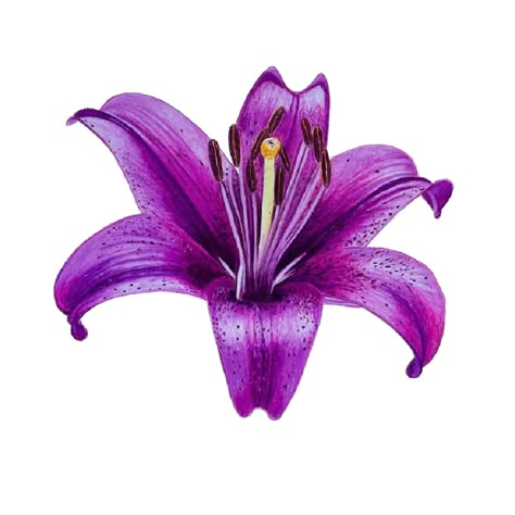 Finished Purple Lily for Website Purple Lily Flower, Purple Lilies, Colored Pencil Drawing Tutorial, Lily Purple, Using Colored Pencils, Lilies Drawing, Purple Lily, Pencil Drawing Tutorials, List Of Flowers