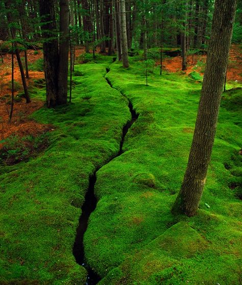 Woodland Rill Bonsai Moss, Growing Moss, Mount Desert Island, Moss Garden, Double 11, Desert Island, Cool Ideas, Garden Inspired, Alam Yang Indah