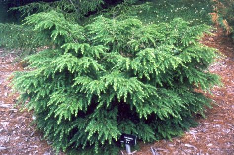 Conifers Made for the Shade – Laidback Gardener Tsuga Canadensis, Evergreens For Shade, Conifer Garden, Canadian Hemlock, Conifers Garden, Shade Shrubs, Fire Pit Landscaping, Evergreen Garden, Backyard Shade