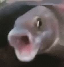 Weird Fish Reaction GIF by MOODMAN - Find & Share on GIPHY Fish Gif, Weird Fish, Blonde Guys, Inappropriate Jokes, Fishing Humor, Weird Animals, Cute Cats And Dogs, Popular Memes, Reaction Pictures