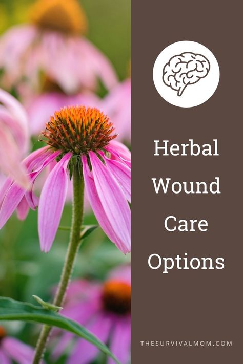 Herbs For Wound Healing, Herbal Knowledge, Herbal Education, Homesteading Diy, Raising Goats, Health Heal, Wound Care, Milk Cow, Wound Healing