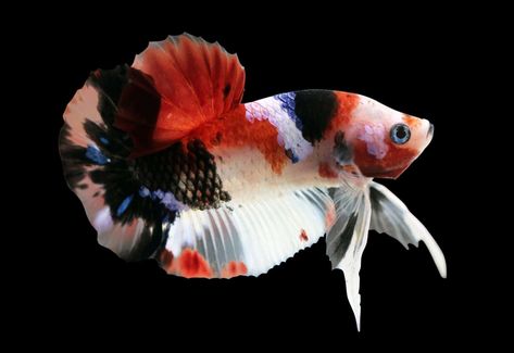 Tail Types, Betta Tank Mates, Koi Betta, Betta Fish Types, Community Tanks, Betta Tank, Yellow Marble, Black Pigment, Black Orchid