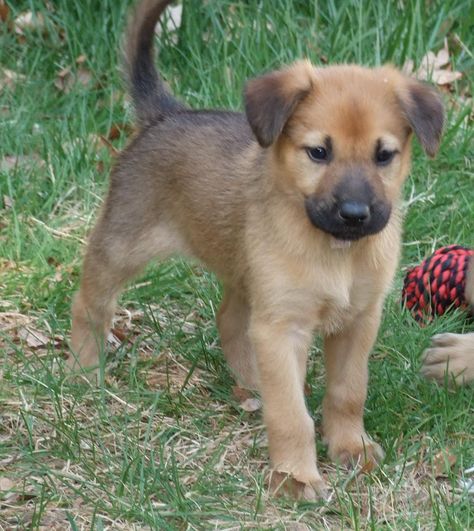 Chinook Puppy Dog. Chinook Dog, Unusual Dog Breeds, Training Puppies, Rare Dogs, Every Dog Breed, Pretty Dogs, Rare Breed, Dog Photo, Crate Training