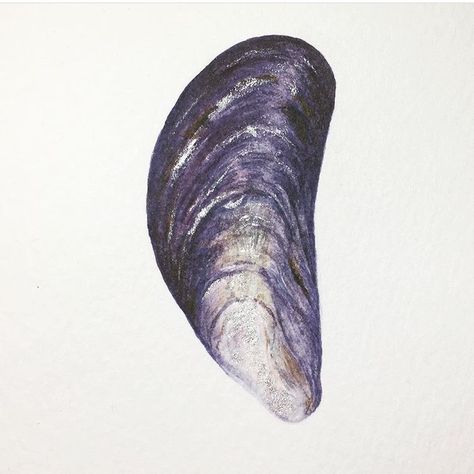 Blue mussel shell in watercolour. Mussel Shell Drawing, Blue Mussel Shell Art, Mussel Painting, Mussels Drawing, Mussel Illustration, Mussel Tattoo, Mussel Art, Sea Illustration Art, Muscle Shell