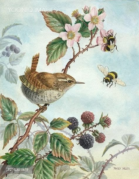 Jenny Wren, Animal Illustration Art, Bumble Bees, Bird Artwork, China Painting, Bramble, Photo Vintage, Bird Pictures, Bird Drawings