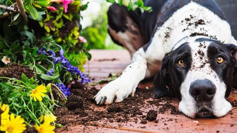 10 Ways to Keep Dogs Out of Your Flower Beds – SheKnows Stop Dogs From Digging, Dog Friendly Garden, Big Dog Breeds, Dog Behavior Problems, Sensory Garden, Dog Garden, Dog Flower, Pet Hacks, Pet Safe