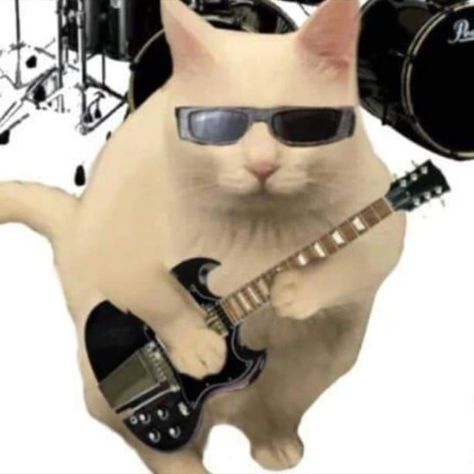 gatitos rock Funny Cats Pfp Matching, Matching Funny Cat Pfp, Matching Rat Pfp Friends, Goofy Matching Pfp For 3, Cat Matching Pfp Funny, Cringe Matching Pfp Couple, Matching Pfp Couple Goofy, Matching Profile 5 People, Goofy Pfps Matching