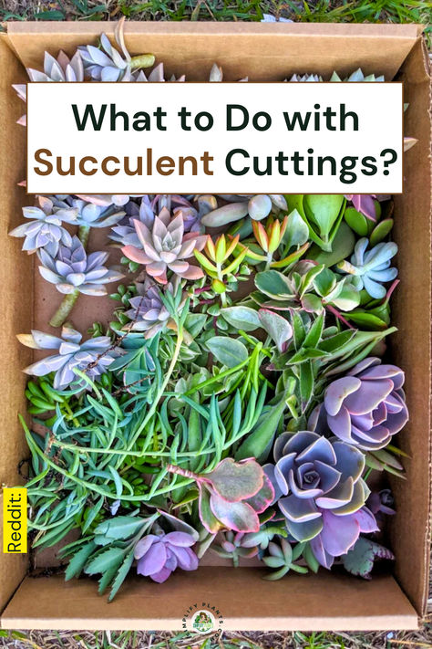 "Discover creative and effective ways to handle succulent cuttings with our 
guide on succulent propagation! Learn essential succulent care tips to 
ensure your plant cuttings thrive. Explore DIY succulent projects that 
enhance your indoor gardening experience and create stunning succulent 
arrangements. Perfect for beginners and seasoned gardeners alike, this 
resource will help you maximize your green thumb and enjoy beautiful, 
healthy succulents in your home!" Starting Succulents From Leaves, Diy Succulent Soil, Succulent Care For Beginners, Succulent Care Indoor, Succulent Care Tips, Succulent Arrangements Diy, Succulent Projects, Succulents Care, Propagate Succulents From Leaves