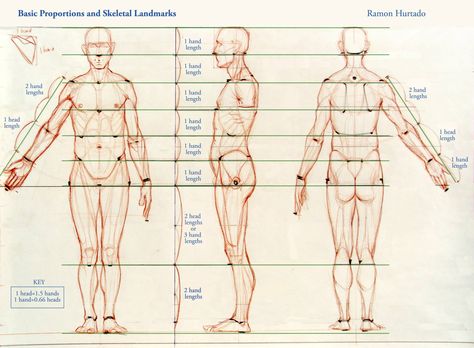 Ramon Alexander Hurtado Ramon Hurtado, Anatomy Proportions, Head References, Anatomy Reference, Anatomy Art, Anatomy, Alexander, Male Sketch, Art