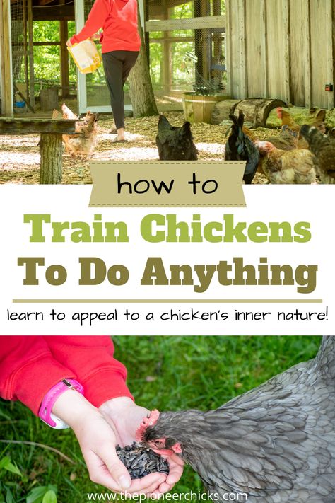 The Secret to Training Chickens - The Pioneer Chicks Backyard Chicken Hacks, Chick Enrichment Ideas, Chicken Run Playground, Chick Care Tips, Chicks For Beginners, How Long Do Chickens Live, Backyard Chickens Diy, Training Chickens, Feeding Chickens