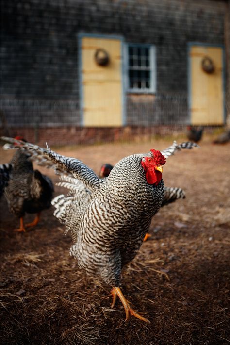 Dominique chickens are a threatened American breed on the Ark of Taste`s heritage list.  If you raise them you get great feathers, eggs, meat, and you help preserve a dieing breed. Dominique Chickens, Hen Chicken, Chickens And Roosters, Backyard Chickens, Chicken Breeds, Hens And Chicks, Pet Chickens, Raising Chickens, Country Charm