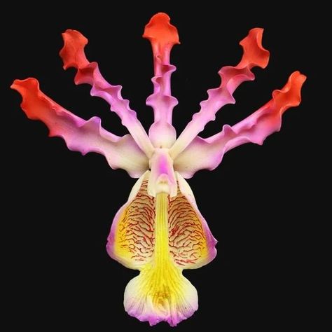 natural.flowers.animals on Instagram: "@art.istic.licence Star jumps! A Schomburgkia orchid. Displayed by the artist CHRISTOPHER MARLEY @pheromone_christophermarley #Orchid #specimen #botanical #naturalbeauty #exoticflower #exoticorchid #tropicalplants #botanicalgardens #artgallery #naturalworld #starjumps #star #stellar #colours #color" Alien Flowers, Christopher Marley, Star Jumps, Orchid Photography, Exotic Orchids, Flower Icons, Natural Flowers, Nothing But Flowers, Vintage Fairies