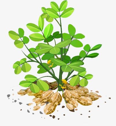 Peanut Tree, Imam Hussain Wallpapers, Photo Art Frame, Imam Hussain, Png Transparent Background, Art Frame, Png Transparent, Free Image, Agriculture