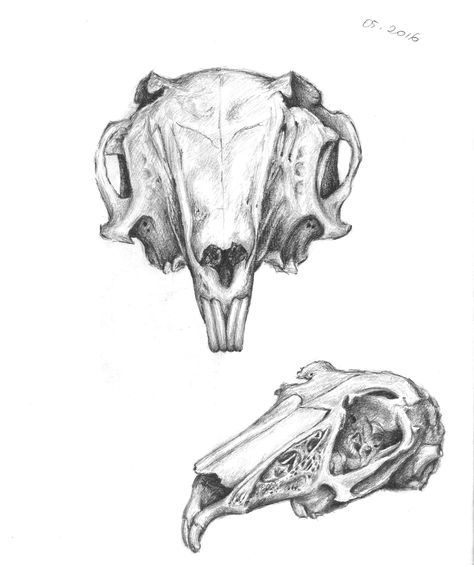 Study of a rabbit skull Mouse Skull Drawing, Rat Skull Drawing, Rat Skull Tattoo, Rabbit Skull Drawing, Rabbit Skull Tattoo, Hare Skull, Animal Skull Drawing, Rat Skull, Mouse Skull