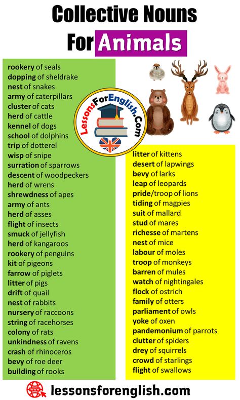 English Collective Nouns list, Collective Nouns For Animals rookery of seals dopping of sheldrake nest of snakes army of caterpillars cluster of cats herd of cattle kennel of dogs school of dolphins trip of dotterel wisp of snipe surration of sparrows descent of woodpeckers herd of wrens shrewdness of apes army of ants herd of asses flight of insects smuck of jellyfish herd of kangaroos rookery of penguins kit of pigeons farrow of piglets litter of pigs drift of quail nest of rabbits nursery ... Collective Nouns List, Animal Lessons, Collective Nouns, Conversational English, Learn English Grammar, Woodpeckers, English Writing Skills, Grammar Lessons, Learn English Vocabulary