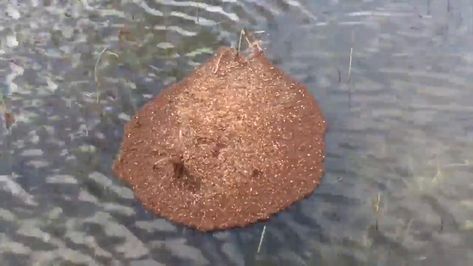 #Nation"s #biting fire ant #invasion expands north... Fire Ant, Ant Infestation, Fire Ants, Ants, Arkansas, Oklahoma, North Carolina, Tennessee, Insects