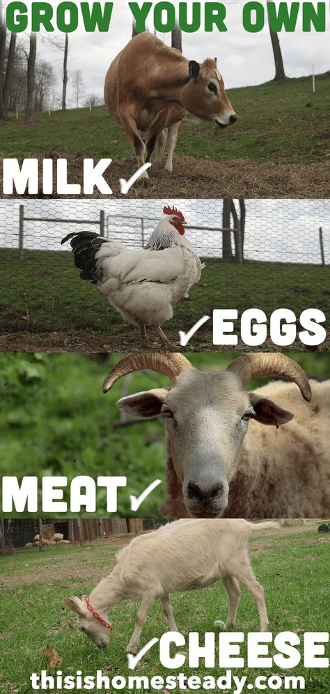 You have your land, beautiful grass growing, and even some fencing up, and now you find yourself asking the question all new homesteaders ask – What livestock should I raise?  If you want to be as self sufficient as possible, producing your own families food with as few outside inputs as possible we are going to help you select the right type of livestock and how many you should purchase. Diy Hobby Farm Ideas, Livestock Homestead, Farm Layout 10 Acres, 1 Acre Homestead Layout, Homestead Livestock, Raising Livestock, Homestead Layout, Homestead Animals, Grass Growing