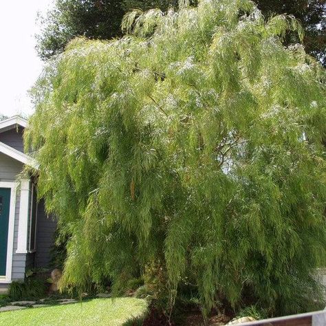 Acacia cognata - as background hedge material.  Weeping form suggests moisture but in fact this is a drought tolerant plant from Australia Small Yards Landscaping, Acacia Cognata, Residential Garden Design, Screening Trees, Lawn To Garden, Wattle Tree, Native Garden Ideas, Plants Background, Drought Tolerant Trees