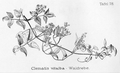 Clematis vitalba Clematis, Vines, Humanoid Sketch, Map, Tattoos, Art, Nature