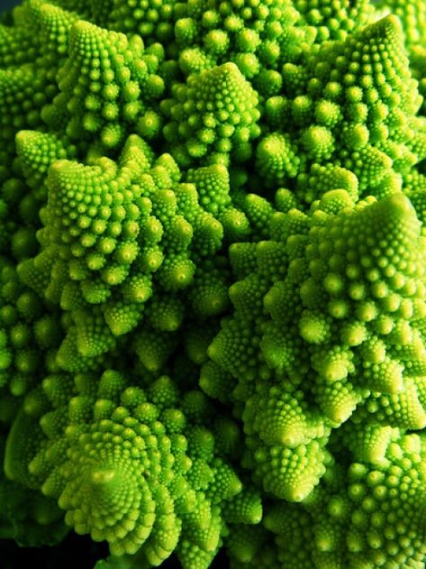 "Fractal geometry is not just a chapter of mathematics, but one that helps Everyman to see the same world differently." - Benoit Mandelbrot Fractals In Nature, Foto Macro, Geometry In Nature, Fractal Geometry, Art Fractal, Art Texture, Colors Green, Patterns In Nature, Nature Design