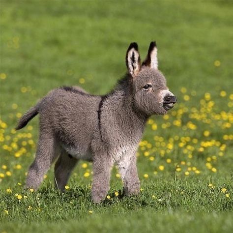 Baby Donkey, Cute Donkey, Baby Farm Animals, Pet Animals, Donkeys, Cute Animal Pictures, Happy Animals, Sweet Animals, Cute Little Animals