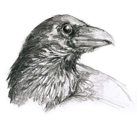 Easy Birds Pencil Drawing Raven Pen Drawing, Crow Sketch Pencil, Raven Pencil Drawing, Crow Pencil Drawing, Crow Head Drawing, Pencil Hatching Sketch, How To Draw Crow, Crow Drawing Simple, Bird Head Drawing