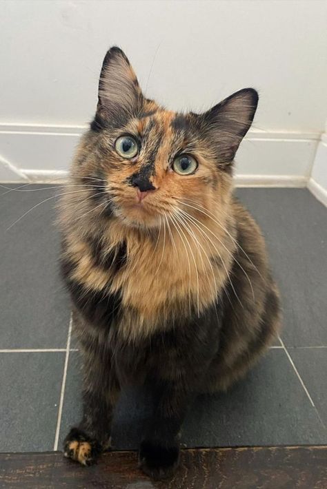 Pretty Tortoiseshell Cat, Fluffy Tortoiseshell Cat, Diluted Tortoiseshell Cat, Tortishell Cat Aesthetic, Tortoishell Cats, Cat Tortoiseshell, Tortoiseshell Cats, Tortie Cats, Tortie Cat