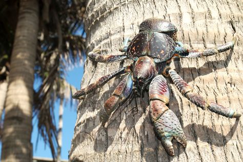 Robber Crab, Crab Pincers, Coconut Crab, Animal Encounters, Giant Animals, Animal Symbolism, Amelia Earhart, Arthropods, Crustaceans