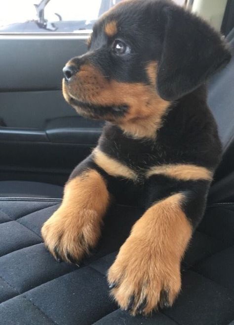 Rottweiler Puppies, Cute Little Puppies, Rottweiler Dog, Dream Dog, Baby Animals Funny, Cute Dogs And Puppies, Cute Animal Photos, Cavalier King Charles Spaniel