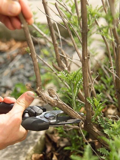 When to prune everything. Pruning Shrubs, Tomato Pruning, Pruning Plants, Growing Blackberries, Special Plants, Prune Fruit, Pruning Fruit Trees, Types Of Hydrangeas, Broadleaf Evergreen