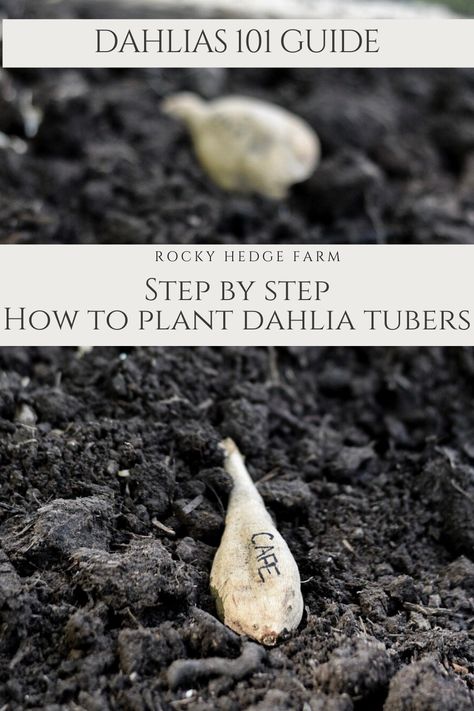 When To Plant Dahlia Tubers, Dahlia Tuber Planting, How To Plant Dahlias, Planting Dahlia Bulbs, Planting Dahlia Tubers, How To Plant Dahlia Tubers, Growing Dahlias From Tubers, Dalia Flower Garden, When To Plant Dahlia Bulbs