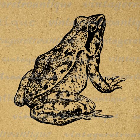 Frog Printable, Frosch Illustration, Vintage Clip Art, Frog Illustration, Antique Images, Clip Art Vintage, Illustration Vintage, Vintage Clip, Vintage Printables