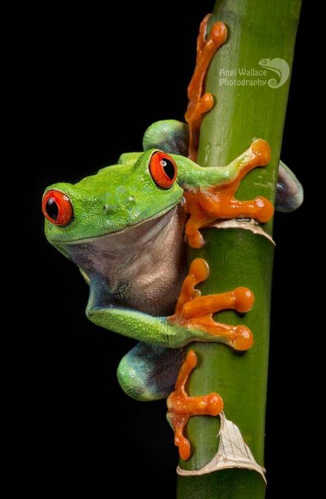 Rainforest Tree Frog, Tree Frog Photography, Green Tree Frog Painting, Red Eye Tree Frog Tattoo, Wild Animal Photography, Frog Reference Photo, Pfp Frog, Red Eye Frog, Frog Reference