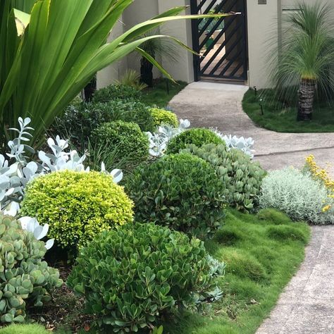 Tropical Garden Plants, Small Backyard Garden Design, Australian Garden Design, Small Front Gardens, Garden Hedges, Australian Native Garden, Australian Garden, Small Backyard Gardens, Modern Landscape Design