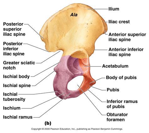 Hip Bone Landmarks Anatomy, Pelvic Girdle Anatomy, Pelvic Bone Anatomy, Appendicular Skeleton, Skeletal System Anatomy, Pelvic Girdle, Pelvic Bone, Anatomy Bones, Basic Anatomy And Physiology